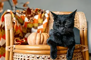 Domestic Cat Prints: Halloween black cat with pumpkin