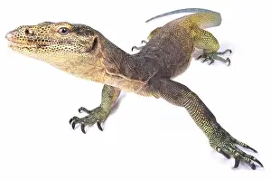 Island Endemic Prints: The Halmahera monitor (Varanus yuwonoi) was only described in 1998