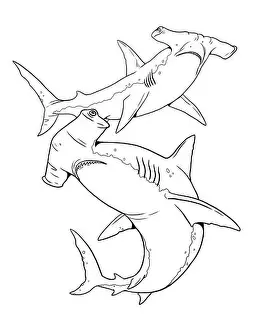 Pods Prints: Hammerhead shark to color in. Template for a coloring book with sea animals