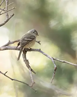 Insectivorous Prints: A Hammond's Flycatcher. in Arizona