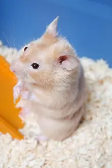Whiskers Prints: Hamster