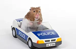 Amusing Prints: Hamster in a toy police car