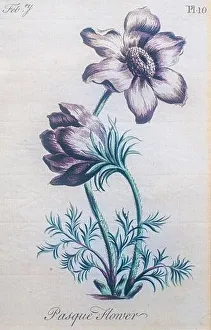 Hand colored botanical engraving Pulsatilla vulgaris (pasque flower, pasqueflower)