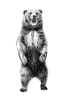 Wildlife Art Prints: Hand drawn bear, sketch graphics monochrome illustration on white background (originals)