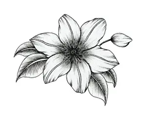 Ink Drawing Prints: hand drawn ink clematis flowers isolated on white