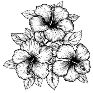 Hibiscus Prints: Hand drawn tropical hibiscus flower with leaves