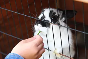 Cage Prints: Hand feed Rabbit with grass