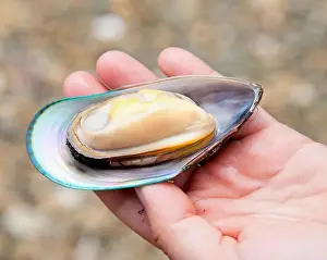 Steamed Prints: Hand holding freshly cooked New Zealand green-lipped mussel