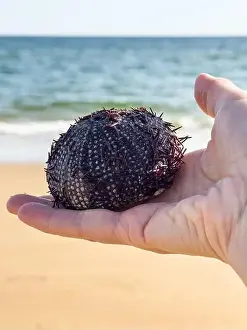 Spiky Prints: Hand holding a purple sea urchin with the ocean and sandy beach in the background