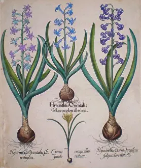 Hyacinth Prints: hand painted copperplate print of Hyacinth flowers From Hortus Eystettensis