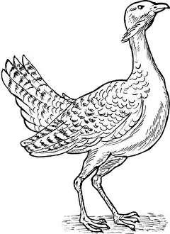 hand sketch drawing illustration of the Great bustard bird