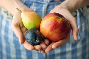 Group Of Prints: Hands holding organic fruit. Plum, apple and pear