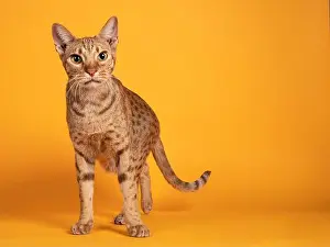 Sunflower Prints: Handsome adult male Ocicat cat