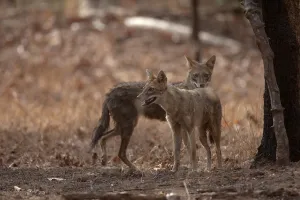 Antlers Prints: The handsome Golden Jackal roaming around the Pench Tiger Reserve / National Park / Sanctuary in Madhya Pradesh