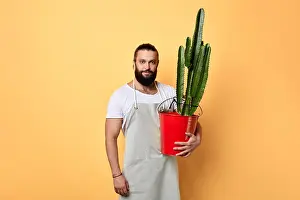 Flowerpot Prints: handsome maler florist dressed in apron standing with a big cactus planted in red bucket isolated yellow background