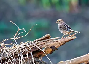 Wild Bird Prints: Handsome sparrow with black crown