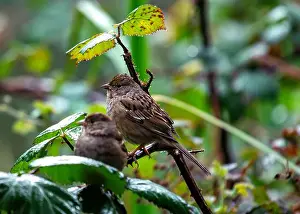 Wild Bird Prints: Handsome sparrow with black crown