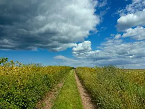 Arable Prints: Happisburgh Country Lane Norfolk UK June