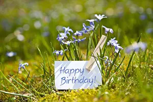 Kinder Prints: „Happy Birthday! with spring flowers