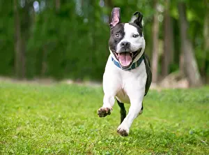 Mixed Breed Prints: A happy black and white Pit Bull Terrier mixed breed dog running and playing outdoors