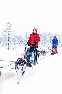 Husky Dog Prints: Happy couple smiling at camera dogsledding in the snowy landscape