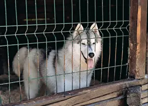 Husky Dog Prints: happy cute husky dog with toungue out in a cage