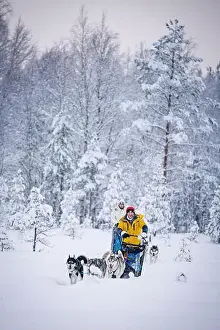 Domestic Animals Prints: Happy man with daughter having fun dog sledding in the snow