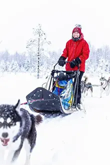 Domestic Animals Prints: Happy mid adult woman smiling at camera dogsledding in a snowy forest