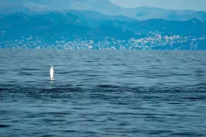 Ligurian Prints: Happy striped dolphin jumping outside the sea