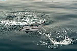 Ligurian Prints: Happy striped dolphin jumping outside the sea