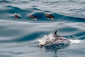 Ligurian Prints: Happy striped dolphin jumping outside the sea