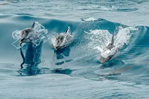 Ligurian Prints: Happy striped dolphin jumping outside the sea