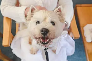 Comforting Prints: Happy therapy dog looking at camera on lap of adult person in retirement care home