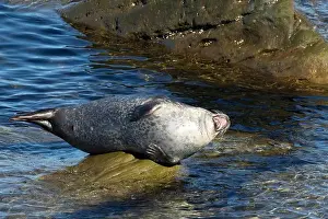 Yawn Prints: Harbor seal, phoca vitulina vitulina