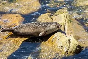 Rocky Coast Prints: Harbor seal, phoca vitulina vitulina
