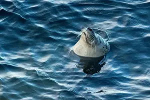 Pinniped Prints: Harbor seal, phoca vitulina vitulina