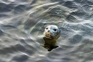 Pinniped Prints: Harbor seal, phoca vitulina vitulina