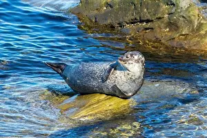 Rocky Coast Prints: Harbor seal, phoca vitulina vitulina