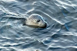 Pinniped Prints: Harbor seal, phoca vitulina vitulina