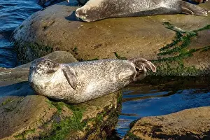 Rocky Coast Prints: Harbor seal, phoca vitulina vitulina