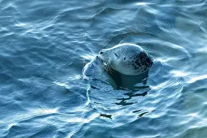 Pinniped Prints: Harbor seal, phoca vitulina vitulina
