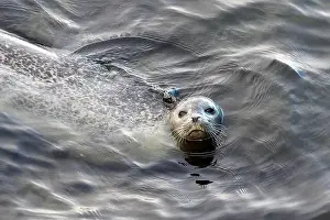Pinniped Prints: Harbor seal, phoca vitulina vitulina