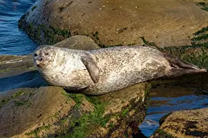 Rocky Coast Prints: Harbor seal, phoca vitulina vitulina