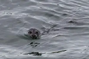 Animal Head Prints: A harbor seal swims in the waters of the Puget Sound, Washington, USA