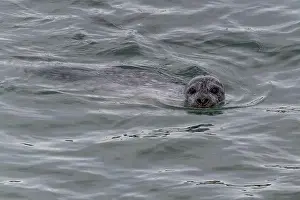 Animal Head Prints: A harbor seal swims in the waters of the Puget Sound, Washington, USA