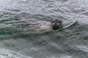 Animal Head Prints: A harbor seal swims in the waters of the Puget Sound, Washington, USA