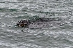 Animal Head Prints: A harbor seal swims in the waters of the Puget Sound, Washington, USA