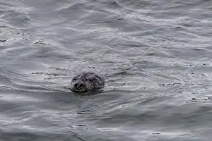 Animal Head Prints: A harbor seal swims in the waters of the Puget Sound, Washington, USA
