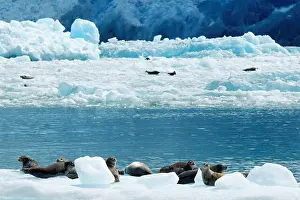Snout Prints: Harbor seals on icebergs floating below terminus face of South Sawyer Glacier