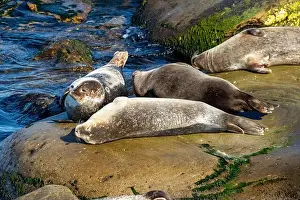 Rocky Coast Prints: Harbor seals, phoca vitulina vitulina